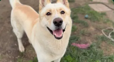 Happy rescue dog