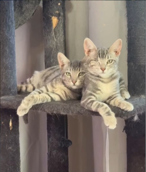 Juno & Kleo