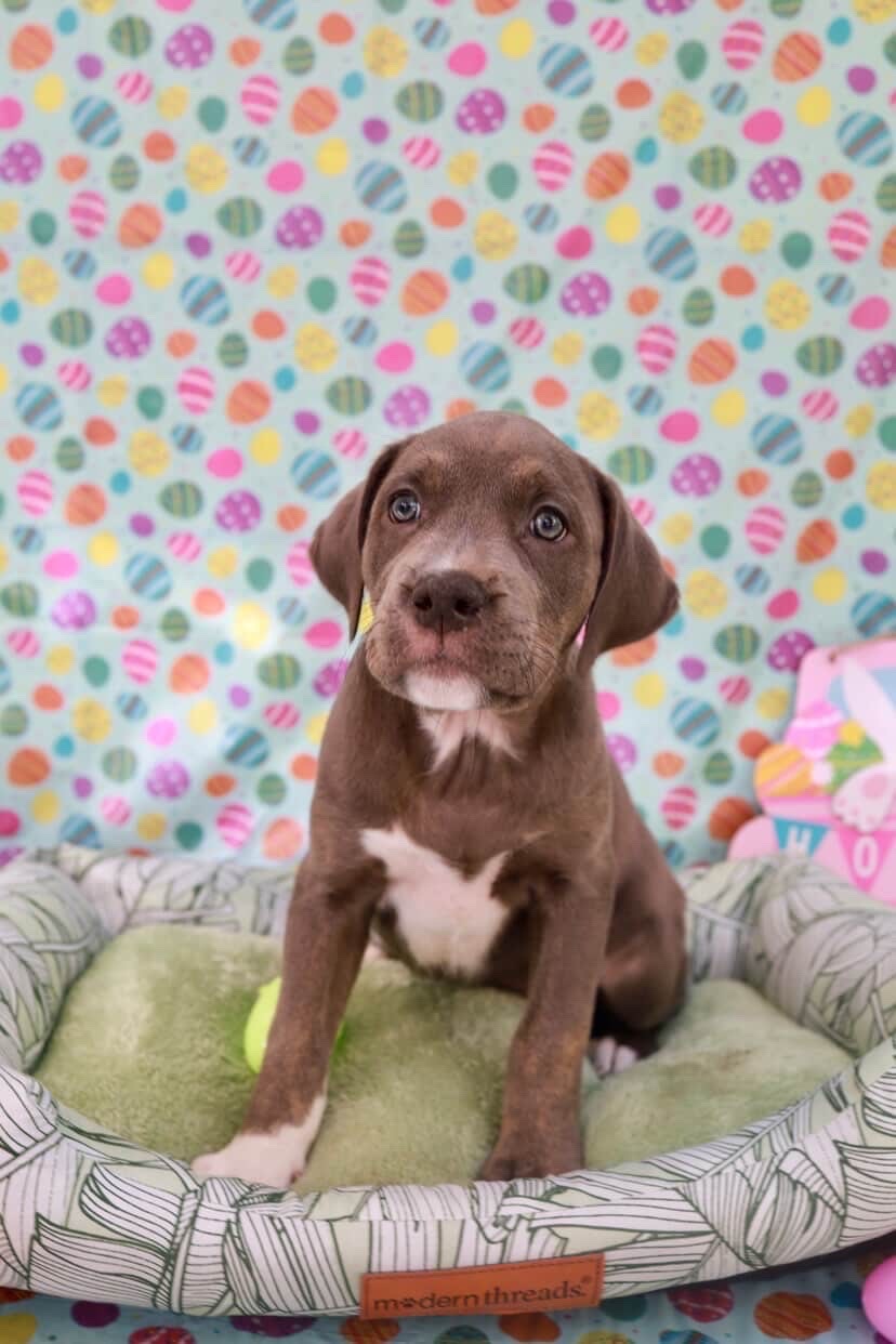 Easter celebration rescue animal photo 3