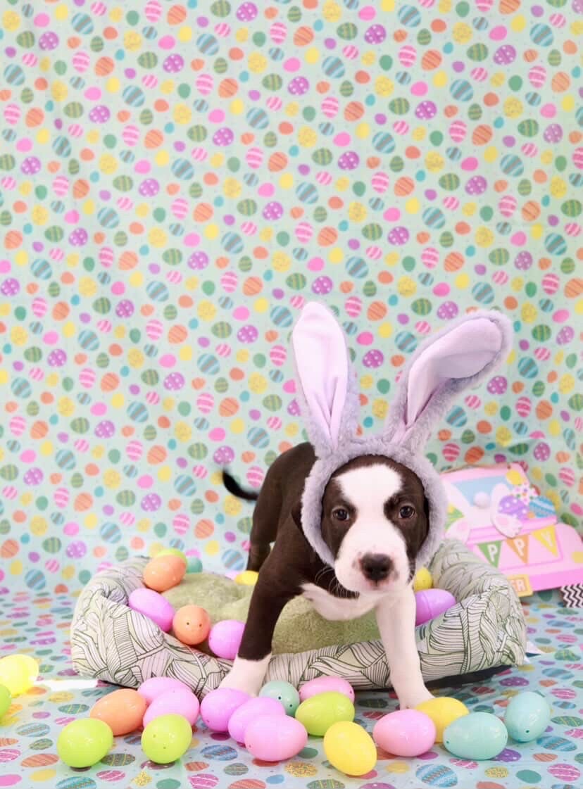 Easter celebration rescue animal photo 8