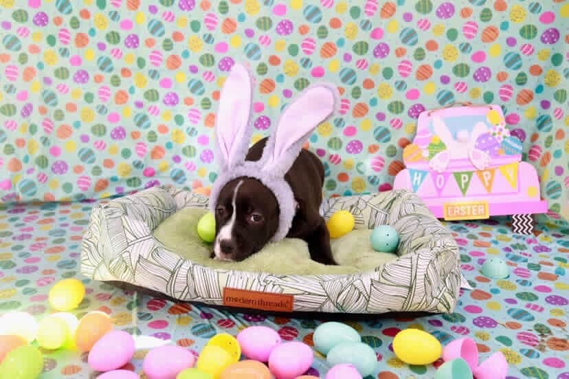 Easter celebration rescue animal photo 11