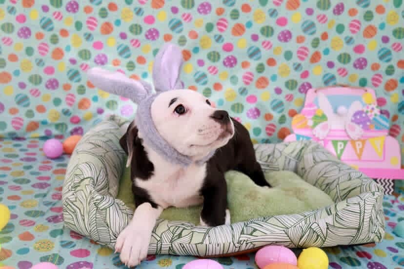 Easter celebration rescue animal photo 17