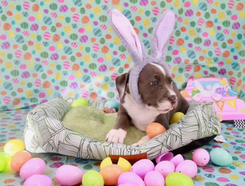 Easter celebration rescue animal photo 18