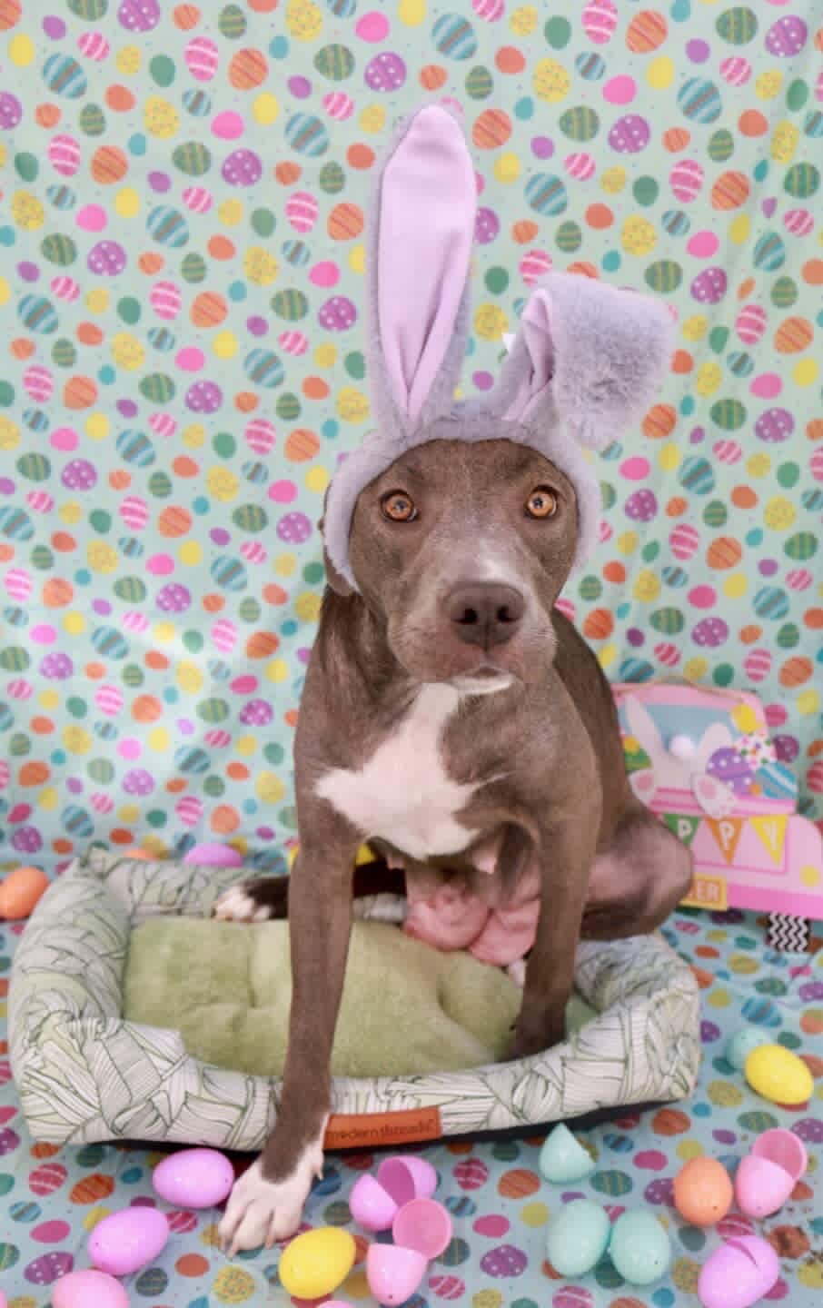Easter celebration rescue animal photo 20