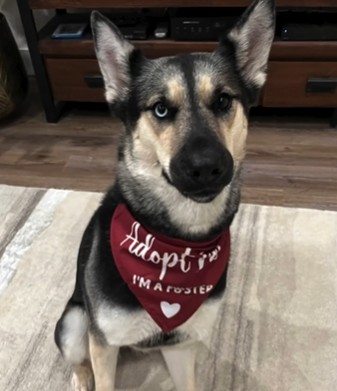 Hannah adopted dog