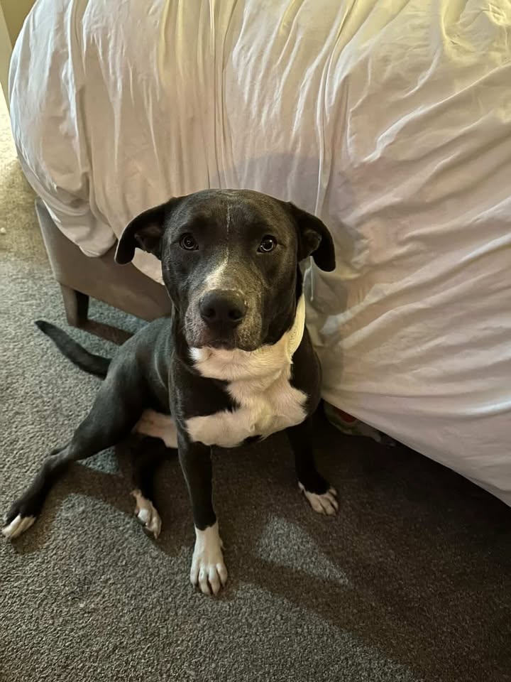 Bosco adopted animal