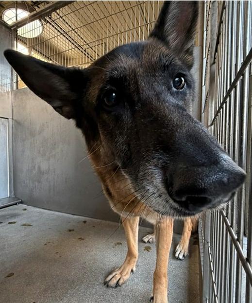 Aesop's Legacy animal rescue photo