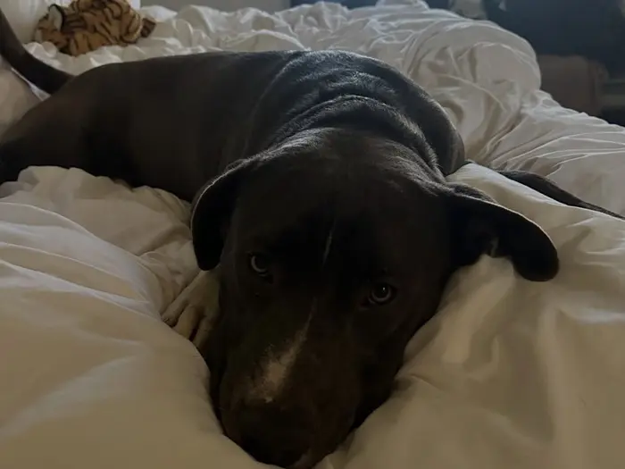 Aesop's Legacy animal rescue photo