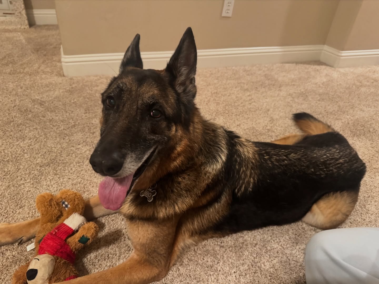 Aesop's Legacy animal rescue photo