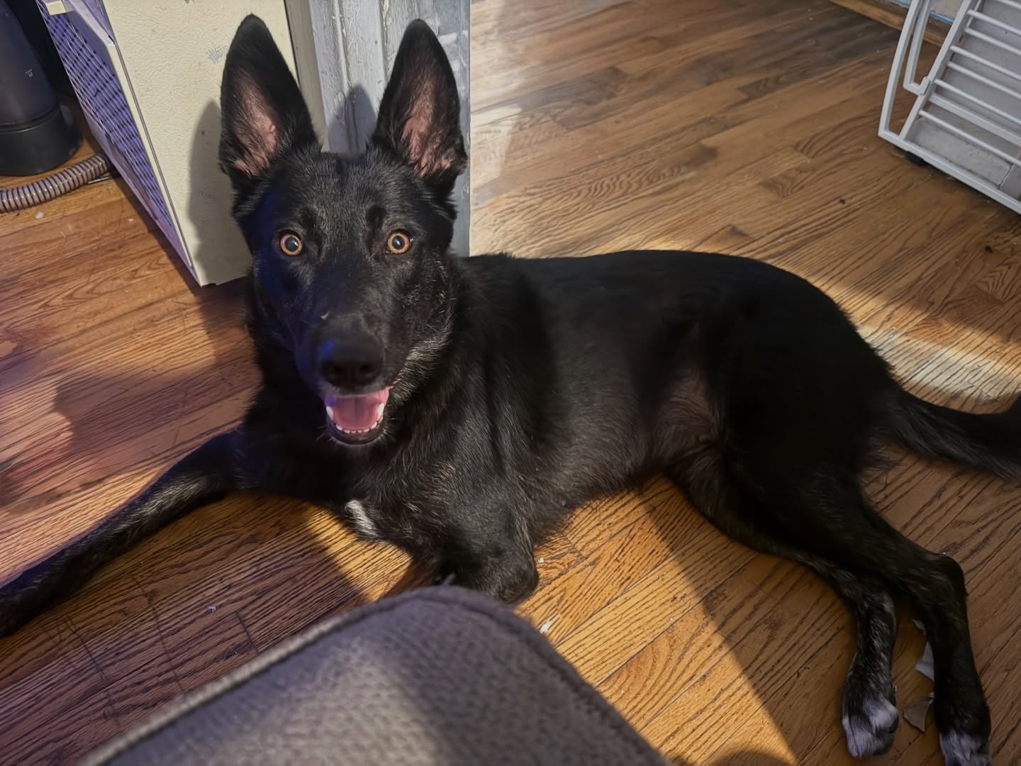 Aesop's Legacy animal rescue photo