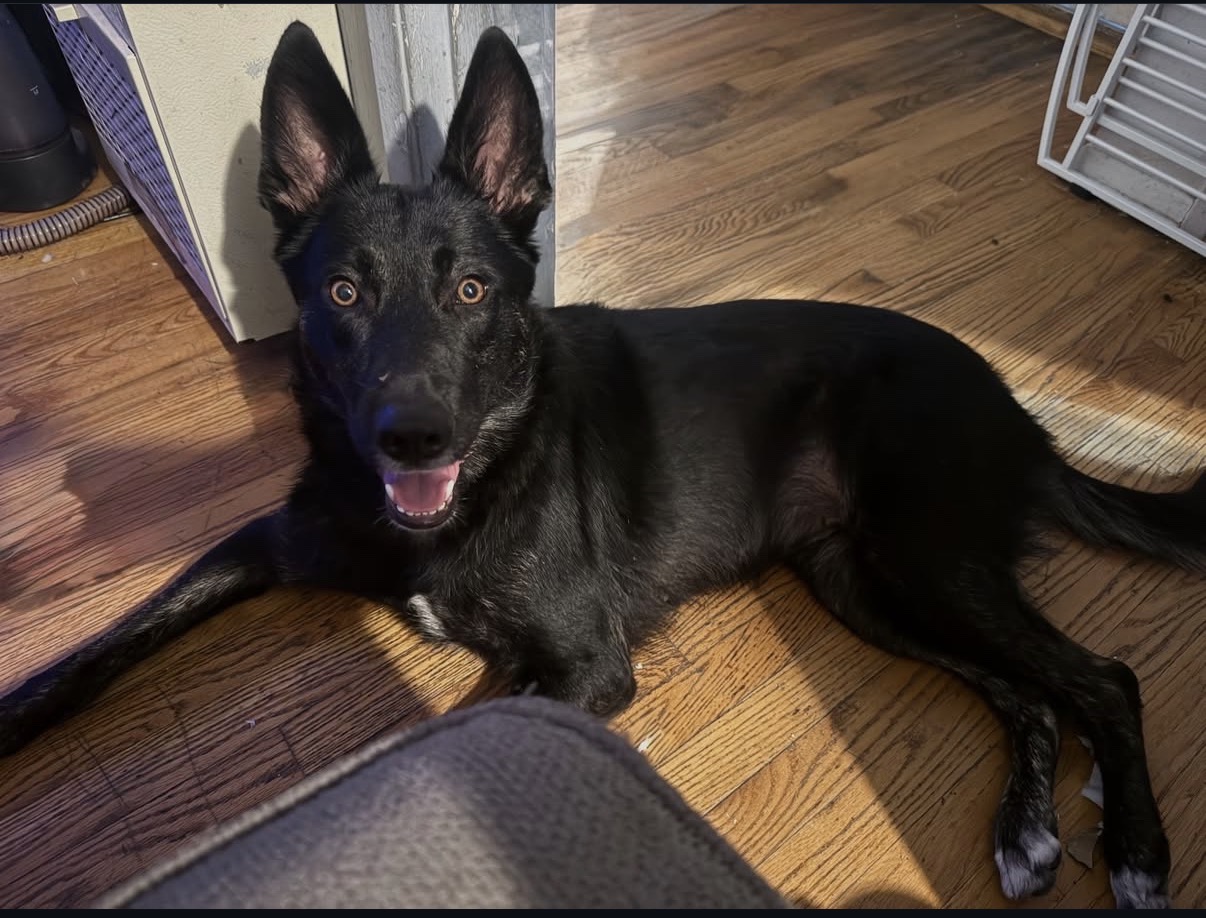 Nova