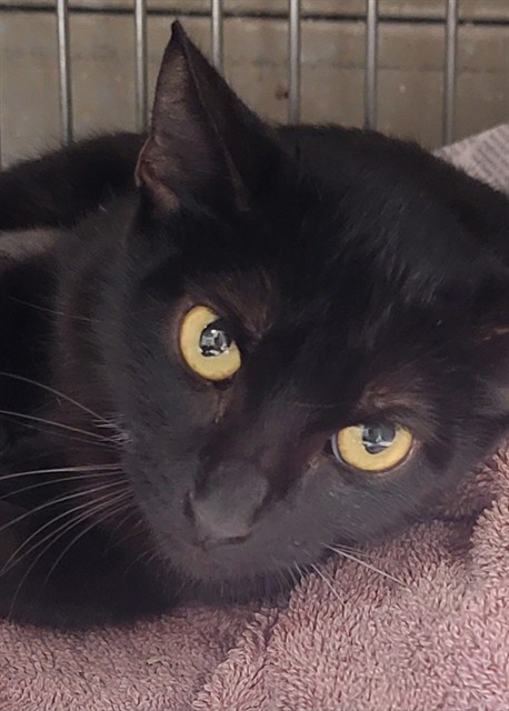 Sailor Moon the cat