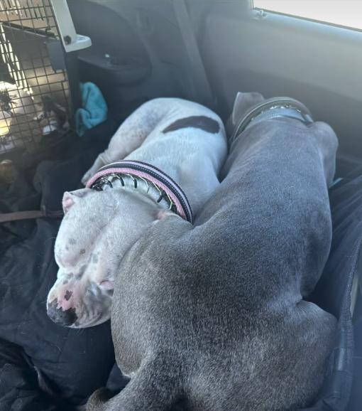 Aesop's Legacy animal rescue photo