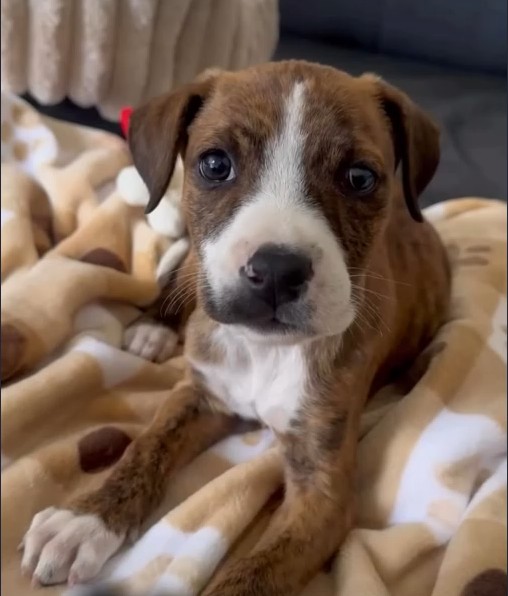 Aesop's Legacy animal rescue photo
